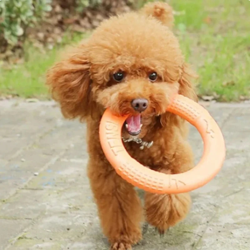 Brinquedo Interativo para Cães - Disco Voador EVA Resistente e Divertido!