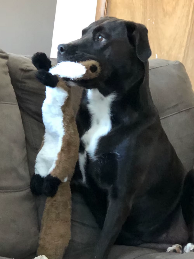 Brinquedo de Pelúcia Squeaky para Cães - Diversão Durável e Estimulante!